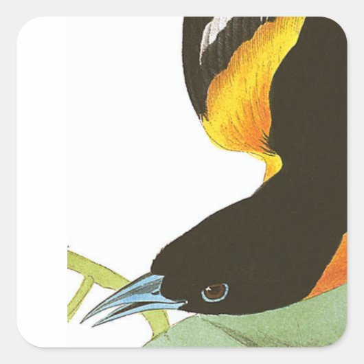 Audubon print van Baltimore Oriole Vierkante Sticker (Voorkant)