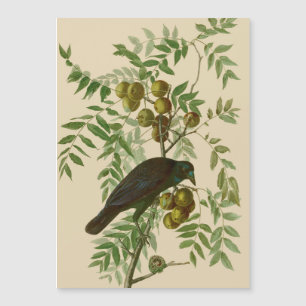 Audubon Purple Grackle Vogelprint Vintage Botanisc