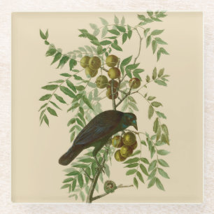 Audubon Purple Grackle Vogelprint Vintage Botanisc Glazen Onderzetter