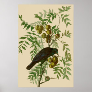 Audubon Purple Grackle Vogelprint Vintage Botanisc Poster