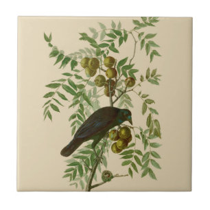 Audubon Purple Grackle Vogelprint Vintage Botanisc Tegeltje