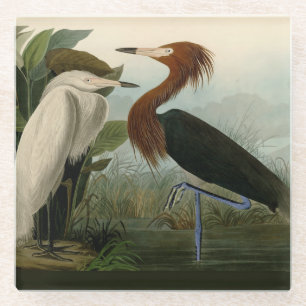 Audubon Purple Reiger Roodachtige Reigersoort Pren Glazen Onderzetter