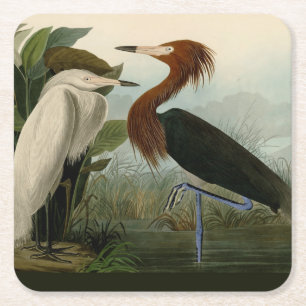 Audubon Purple Reiger Roodachtige Reigersoort Pren Vierkante Kartonnen Onderzetter