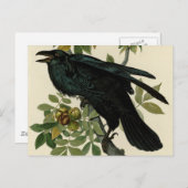 Audubon Raven Bird Classic Artwork Briefkaart (Voorkant / Achterkant)