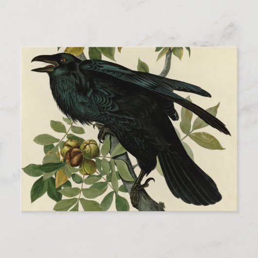 Audubon Raven Bird Classic Artwork Briefkaart (Voorkant)