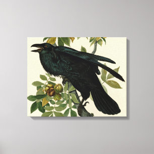 Audubon Raven Bird Classic Artwork Canvas Afdruk