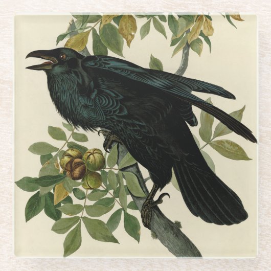 Audubon Raven Bird Classic Artwork Glazen Onderzetter (Voorkant)