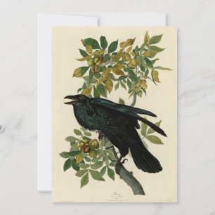 Audubon Raven Bird Classic Artwork Kaart