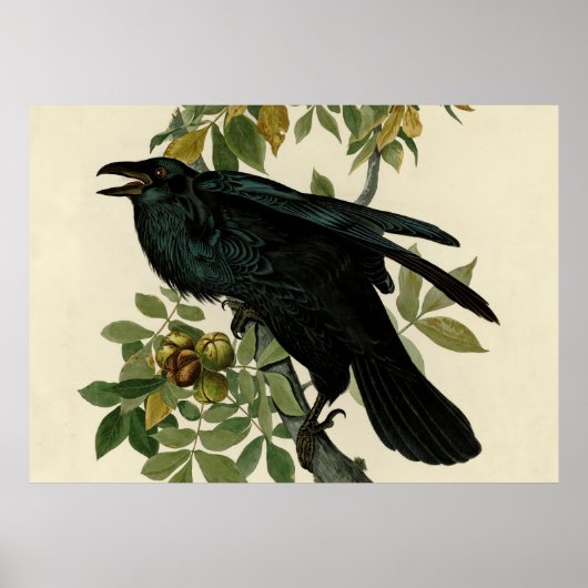 Audubon Raven Bird Classic Artwork Poster (Voorkant)