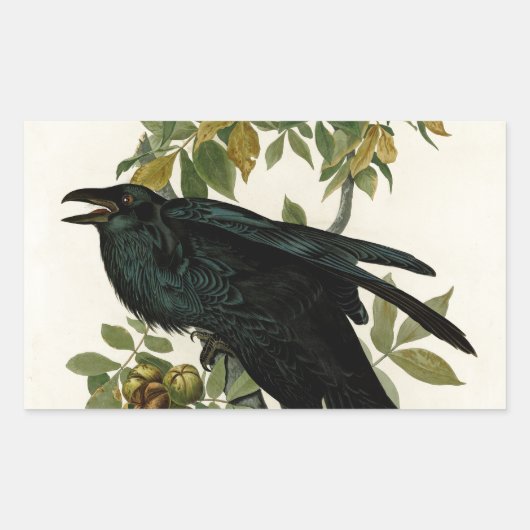 Audubon Raven Bird Classic Artwork Rechthoekige Sticker (Voorkant)