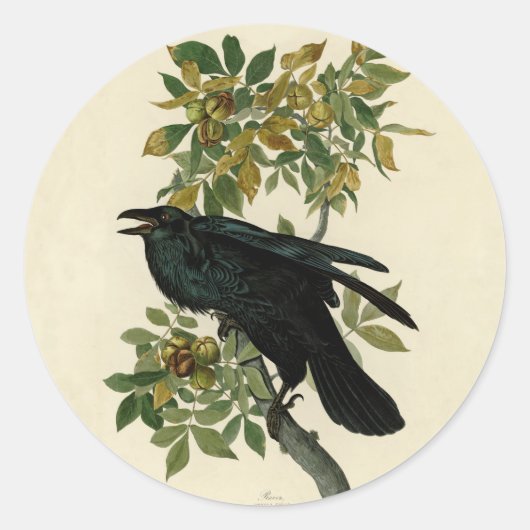 Audubon Raven Bird Classic Artwork Ronde Sticker (Voorkant)
