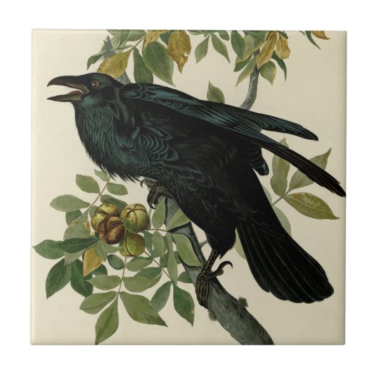Audubon Raven Bird Classic Artwork Tegeltje (Voorkant)
