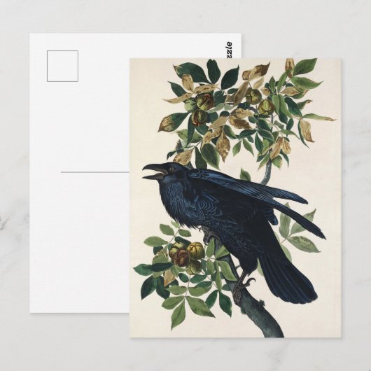 Audubon Raven Bird Classic Painting Briefkaart (Voorkant / Achterkant)