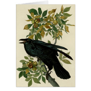 Audubon Raven Oiseau classique