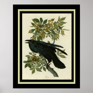 Audubon Raven Print 16x20