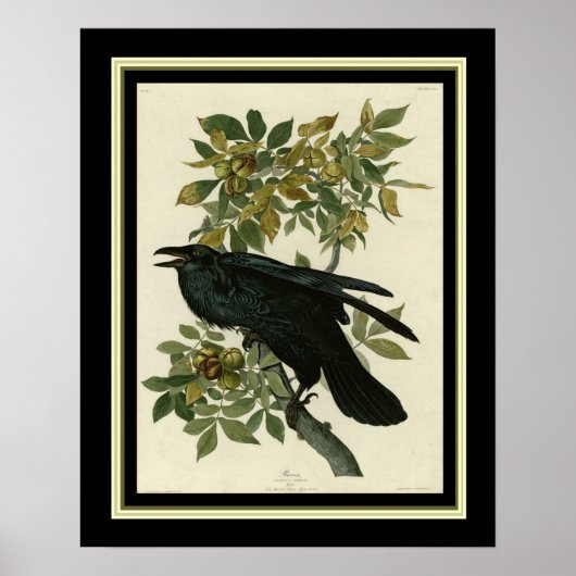 Audubon Raven Print 16x20 (Voorkant)