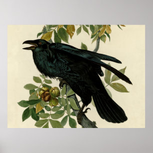 Audubon Raven Vogel Klassieke Kunst Poster