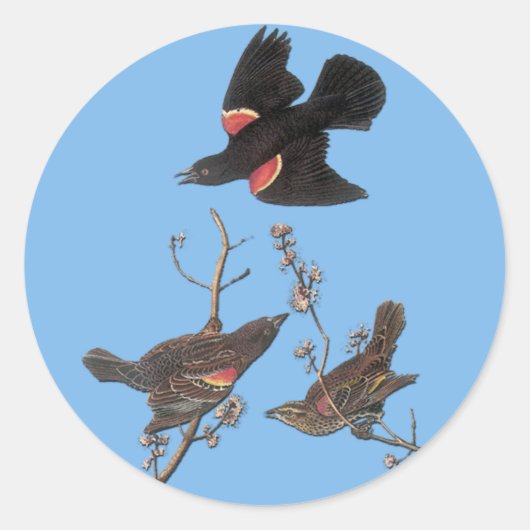 Audubon Red Winged Blackbird Bird Art Stickers (Voorkant)