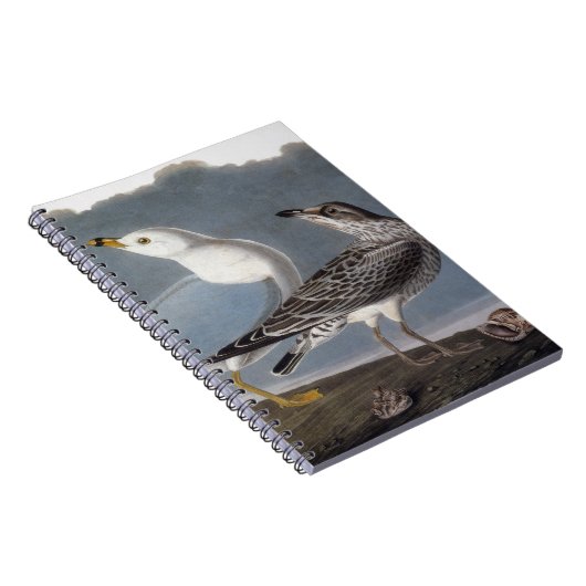 Audubon: Ring-buikmeeuw Notitieboek (Rechterzijde)
