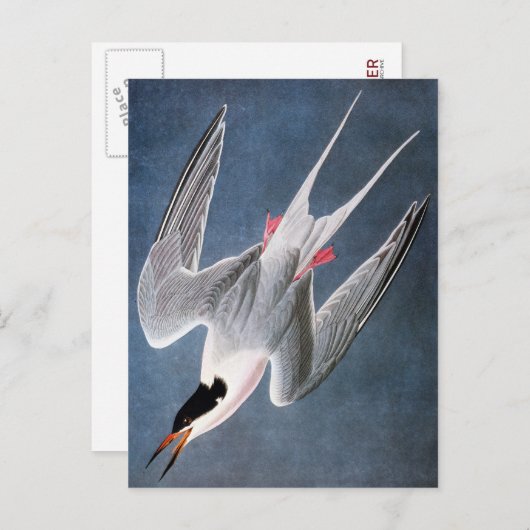 Audubon: Roseate Tern Briefkaart (Voorkant / Achterkant)