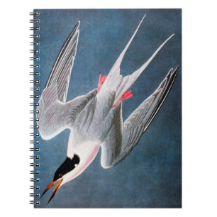 Audubon: Roseate Tern Notitieboek