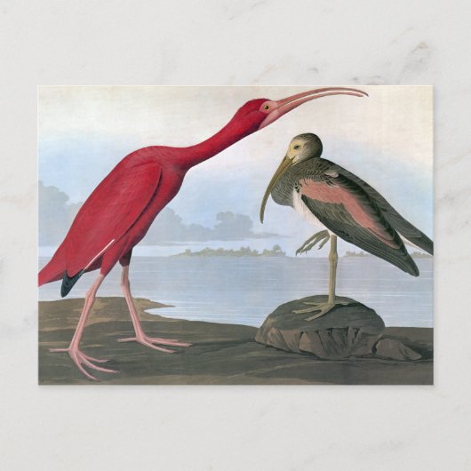 Audubon: Scarlet Ibis Briefkaart (Voorkant)