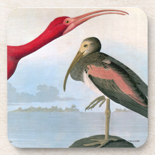 Audubon: Scarlet Ibis Onderzetter