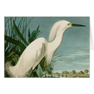 Audubon Sneeuwreiger Witte Reiger Vogel Vogels kij