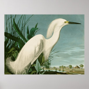 Audubon Sneeuwreiger Witte Reiger Vogel Vogels kij Poster
