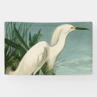 Audubon Sneeuwreiger Witte Reiger Vogel Vogels kij