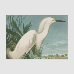 Audubon Sneeuwreiger Witte Reiger Vogel Vogels kij Tissuepapier