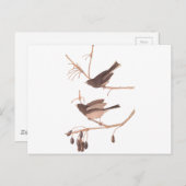 Audubon Snow Birds Briefkaart (Voorkant / Achterkant)