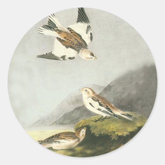 Audubon Snow Bunting Bird Art Stickers (Voorkant)