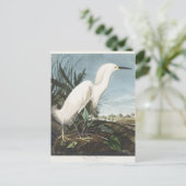 Audubon Snowy Egret Vogelillustratie Wildlife Art Briefkaart (Staand voorkant)