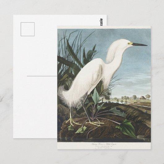 Audubon Snowy Egret Vogelillustratie Wildlife Art Briefkaart (Voorkant / Achterkant)