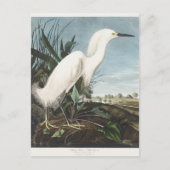 Audubon Snowy Egret Vogelillustratie Wildlife Art Briefkaart (Voorkant)
