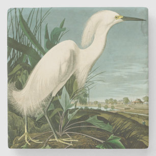 Audubon Snowy Heron White Gret Vogel Vogel Stenen Onderzetter