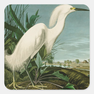 Audubon Snowy Heron White Gret Vogel Vogel Vierkante Sticker