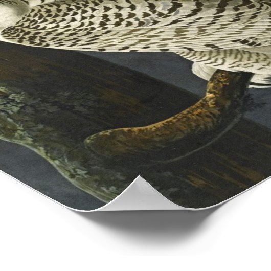 Audubon Snowy Owl Poster Print (Hoek)