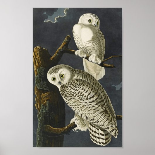 Audubon Snowy Owl Poster Print (Voorkant)