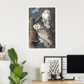 Audubon Snowy Owls Poster of Print (Thuiskantoor)
