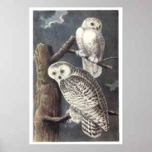 Audubon Snowy Owls Poster of Print