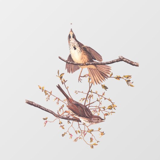 Audubon Song Sparrow beroemd gemaakt door Tiny Spi Raamsticker (Vel)