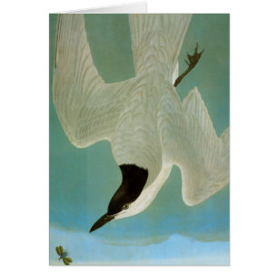 Audubon : Sterne Mouette-Affichée