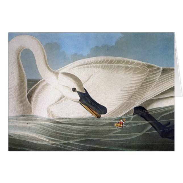 Audubon Swan Card (Voorkant Horizontaal)