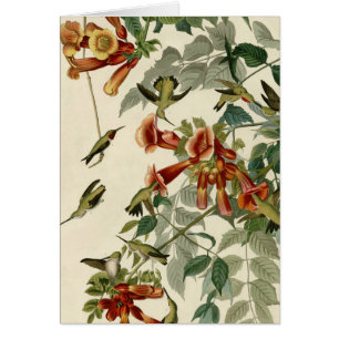Audubon Throsé de colibri