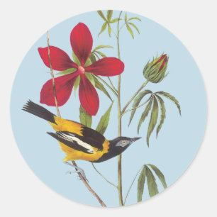 Audubon Troupial Bird Art Stickers