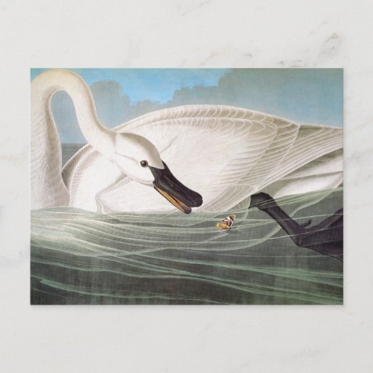 Audubon: Trumpeter Swan Briefkaart (Voorkant)