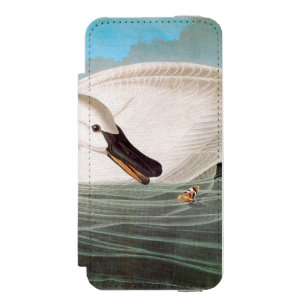 Audubon: Trumpeter Swan