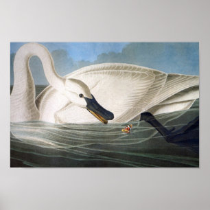 Audubon Trumpeter Swan Print